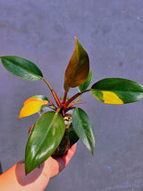 Philodendron Yellow Congo Variegated - EXACT Plant - US Seller (June-01-12)