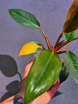 Philodendron Yellow Congo Variegated - EXACT Plant - US Seller (June-01-12)