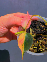 Variegated Philodendron Mican Aurea - Exact Plant - US Seller (June-01-17)