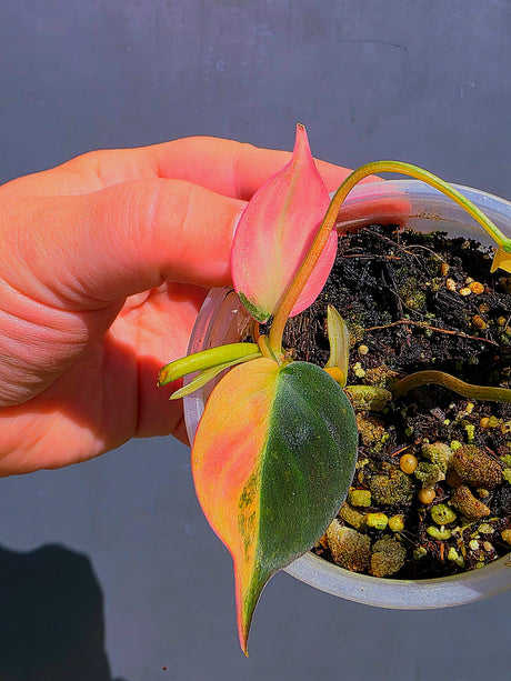 Variegated Philodendron Mican Aurea - Exact Plant - US Seller (June-01-15)