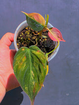 Variegated Philodendron Mican Aurea - Exact Plant - US Seller (June-01-17)