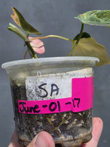 Variegated Philodendron Mican Aurea - Exact Plant - US Seller (June-01-17)
