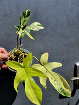 Variegated Philodendron Florida Beauty - Exact Plant - (June-01-14)