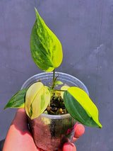 Variegated Philodendron Mican Aurea - Exact Plant - US Seller (June-01-21)