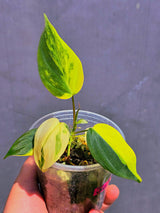 Variegated Philodendron Mican Aurea - Exact Plant - US Seller (June-01-21)