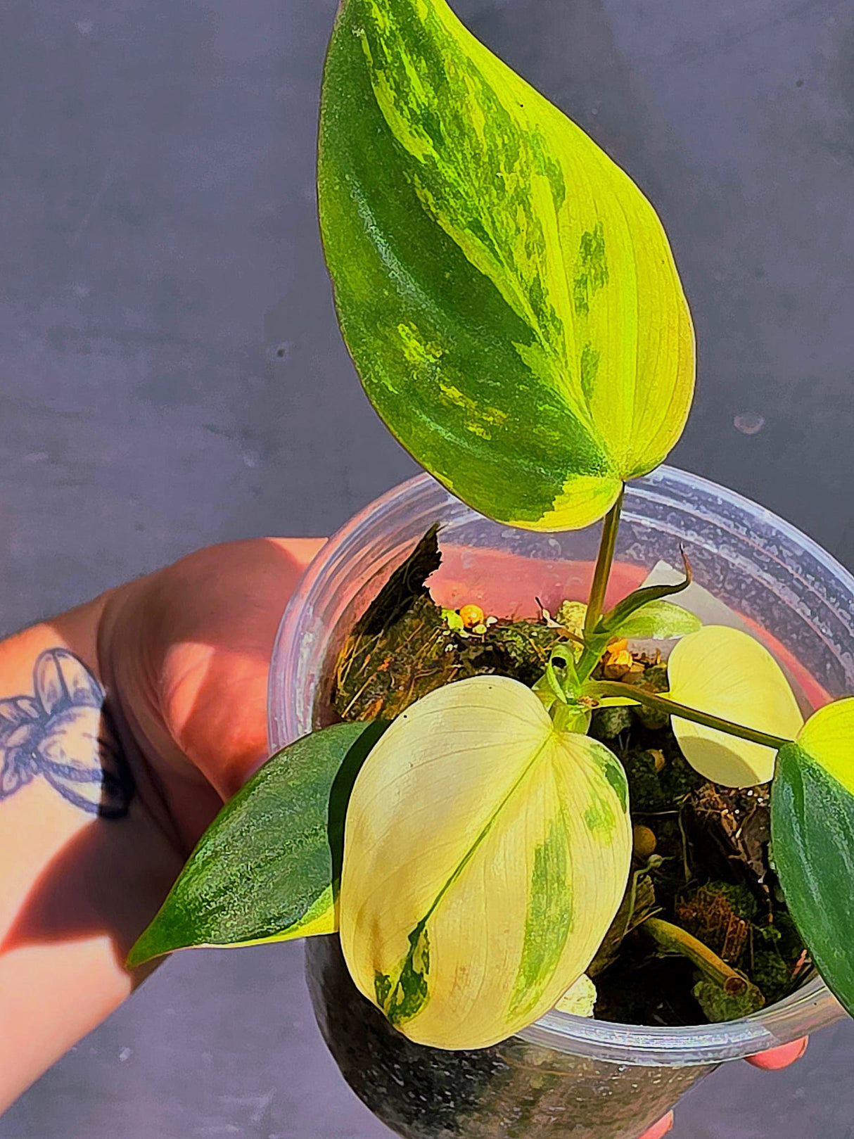 Variegated Philodendron Mican Aurea - Exact Plant - US Seller (June-01-21)