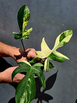 Variegated Philodendron Florida Beauty - Exact Plant - US Seller (June-01-16)
