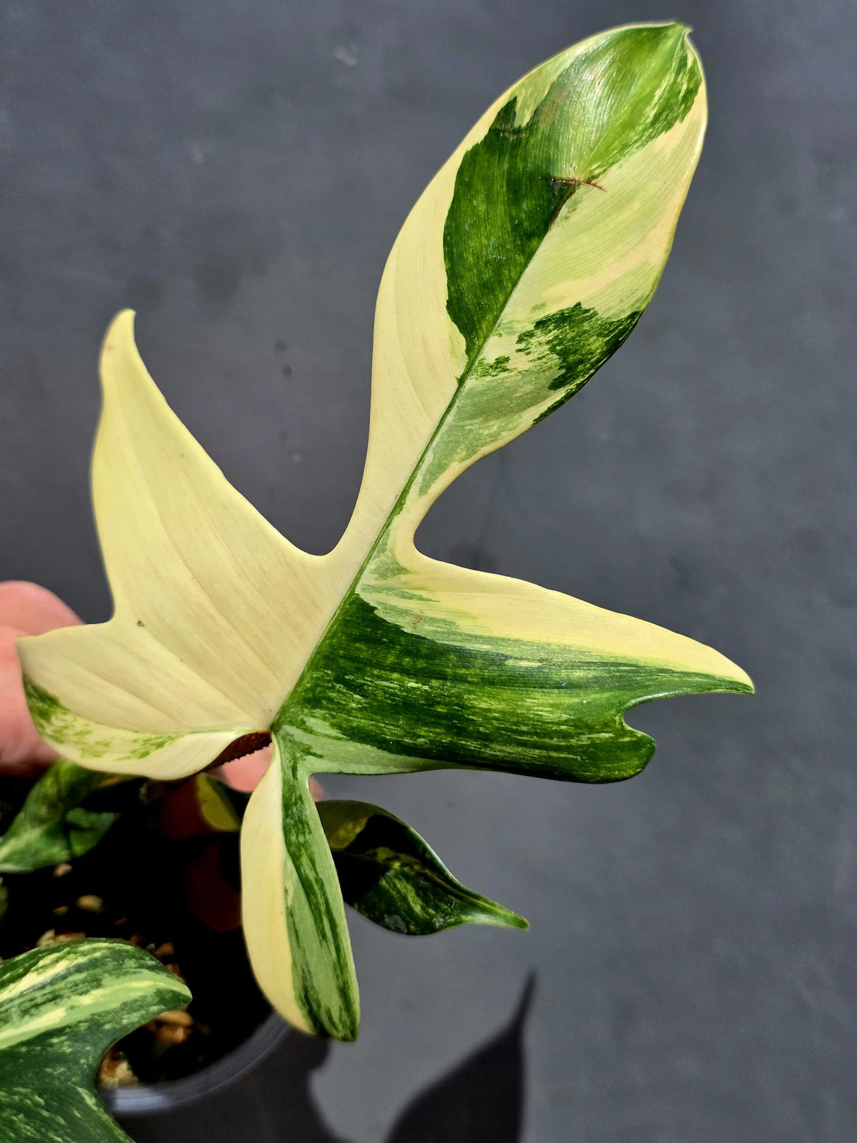 Variegated Philodendron Florida Beauty - Exact Plant - US Seller (June-01-16)