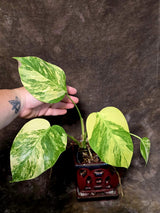 Monstera Aurea Variegated Plant - Exact Plant - US Seller (June-01-23)