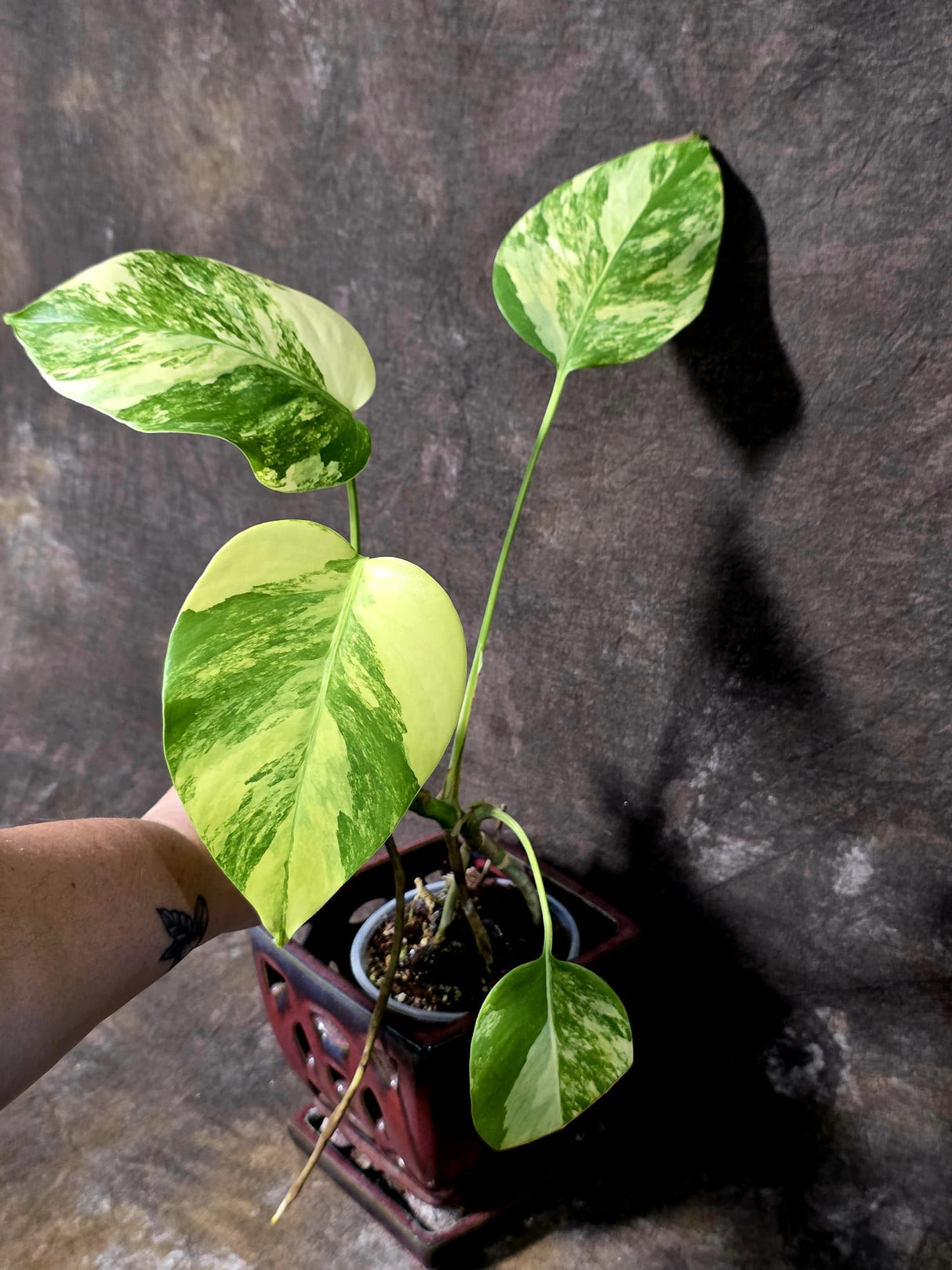 Monstera Aurea Variegated Plant - Exact Plant - US Seller (June-01-23)