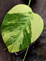 Monstera Aurea Variegated Plant - Exact Plant - US Seller (June-01-23)
