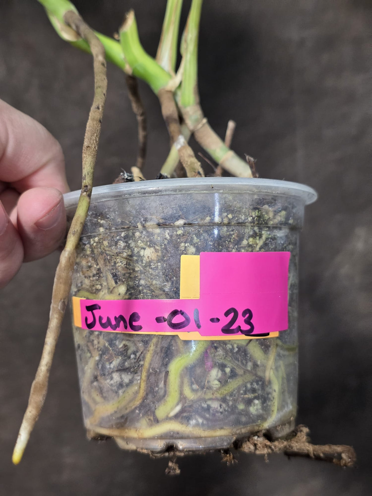 Monstera Aurea Variegated Plant - Exact Plant - US Seller (June-01-23)