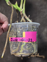 Monstera Aurea Variegated Plant - Exact Plant - US Seller (June-01-23)