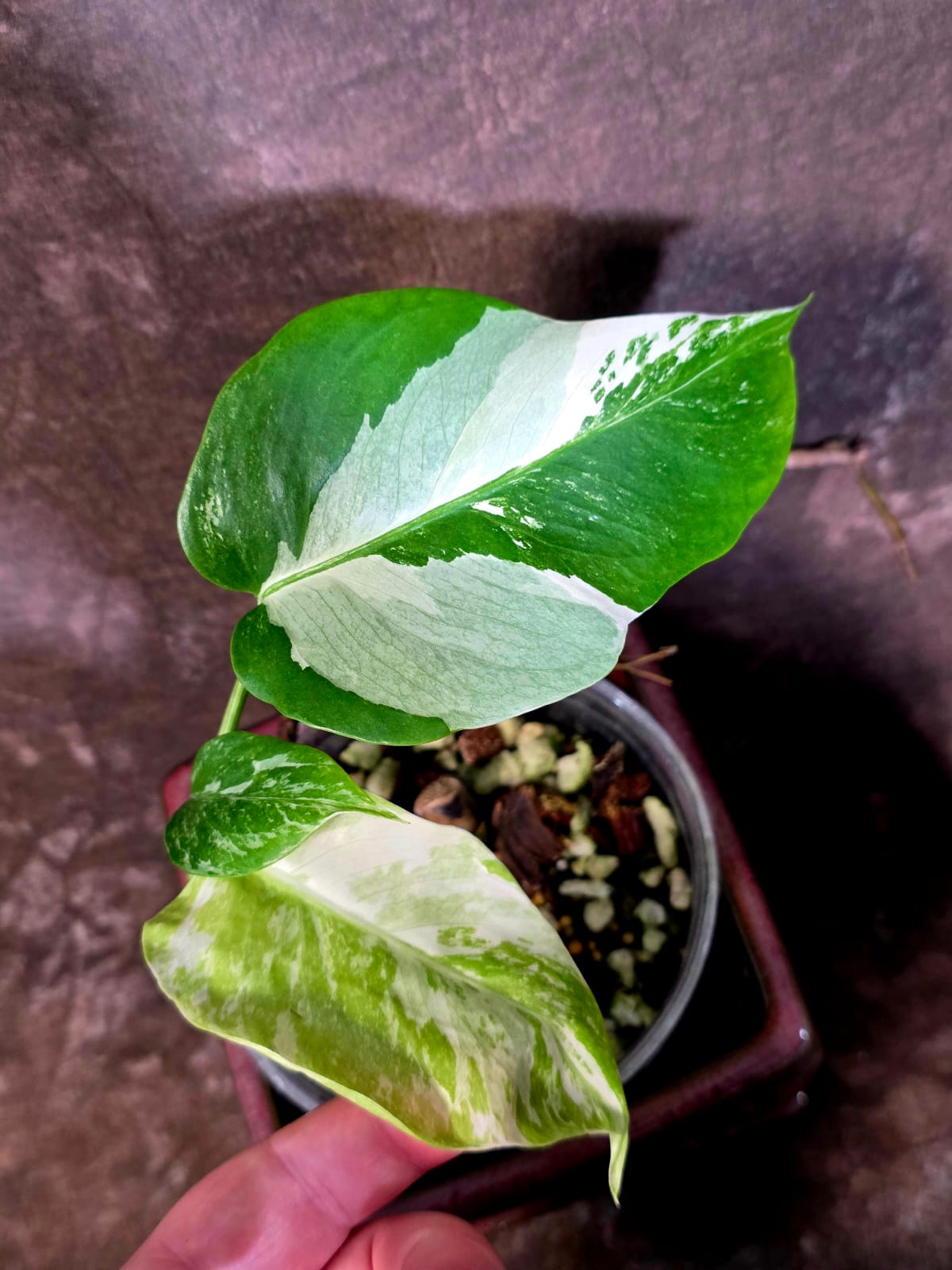 Variegated Monstera Albo - White Monstera Borsigiana Exact Plant - (June-01-33)