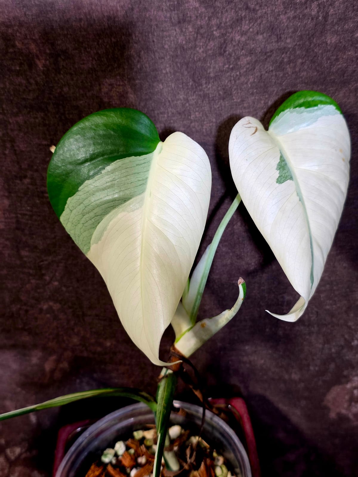 Variegated Monstera Albo - White Monstera Borsigiana Exact Plant - (June-01-34)
