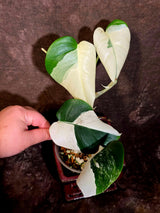 Variegated Monstera Albo - White Monstera Borsigiana Exact Plant - (June-01-34)