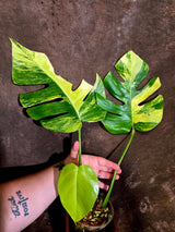 Monstera Aurea Variegated Plant - Exact Plant - US Seller (June-01-35)