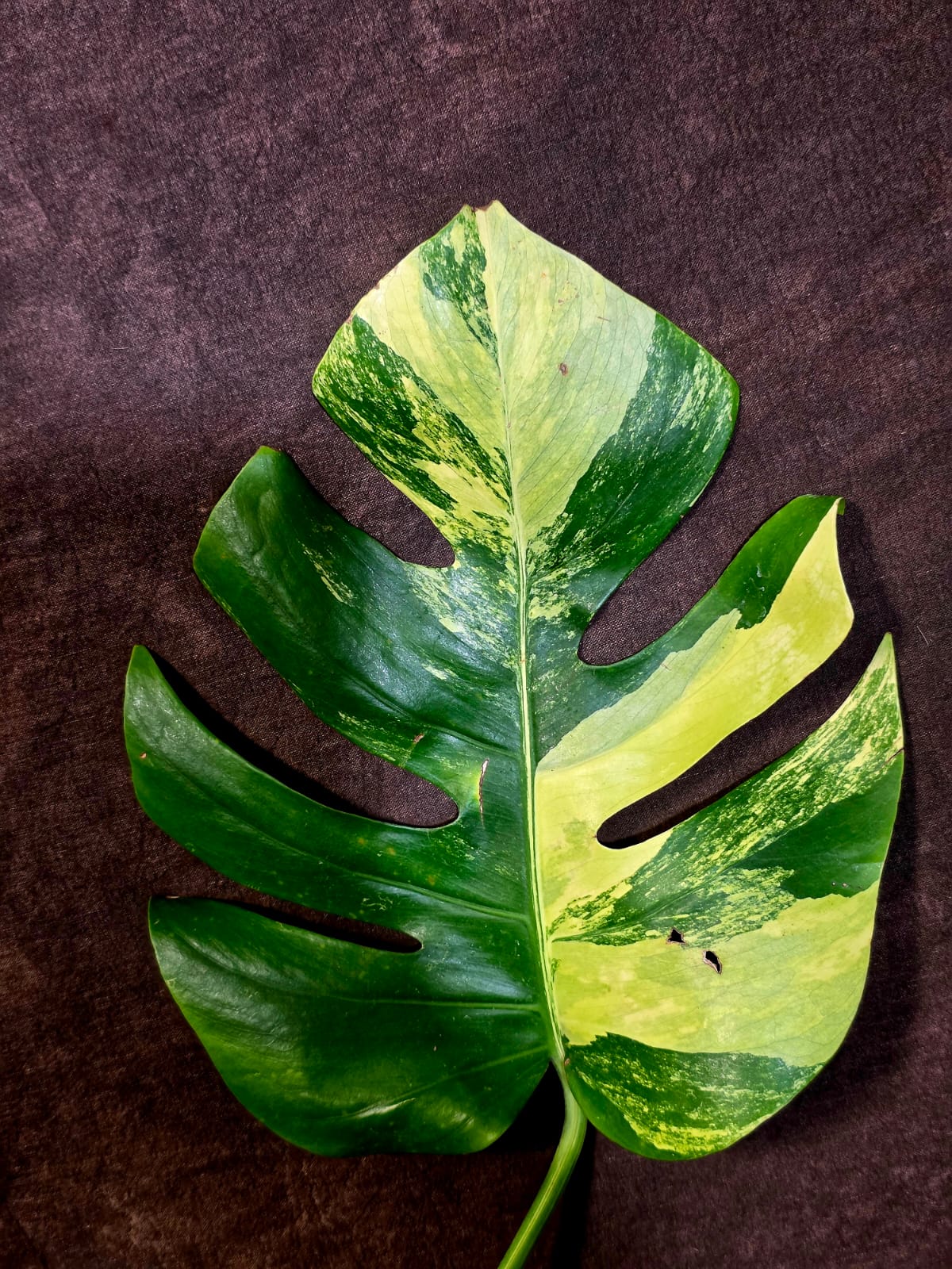 Monstera Aurea Variegated Plant - Exact Plant - US Seller (June-01-35)