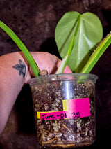 Monstera Aurea Variegated Plant - Exact Plant - US Seller (June-01-35)