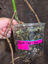 Monstera Aurea Variegated Plant - Exact Plant - US Seller (June-01-36)