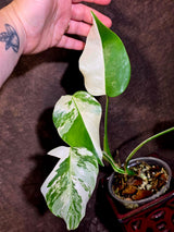 Variegated Monstera Albo - White Monstera Borsigiana Half-moon Plant - (June-01-37)