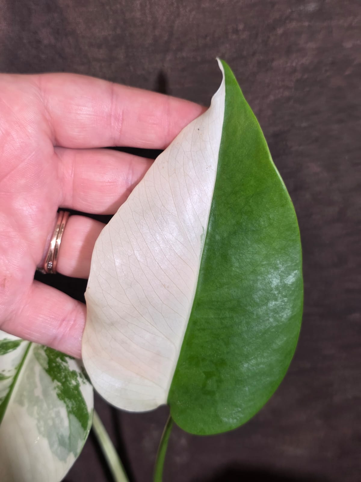 Variegated Monstera Albo - White Monstera Borsigiana Half-moon Plant - (June-01-37)