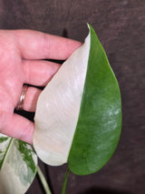 Variegated Monstera Albo - White Monstera Borsigiana Half-moon Plant - (June-01-37)