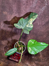 VReverted Philodendron Bipennifolium -  Exact Plant - (June-01-38)