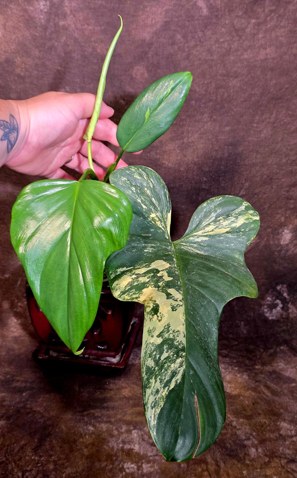 VReverted Philodendron Bipennifolium -  Exact Plant - (June-01-38)