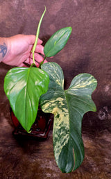 VReverted Philodendron Bipennifolium -  Exact Plant - (June-01-38)