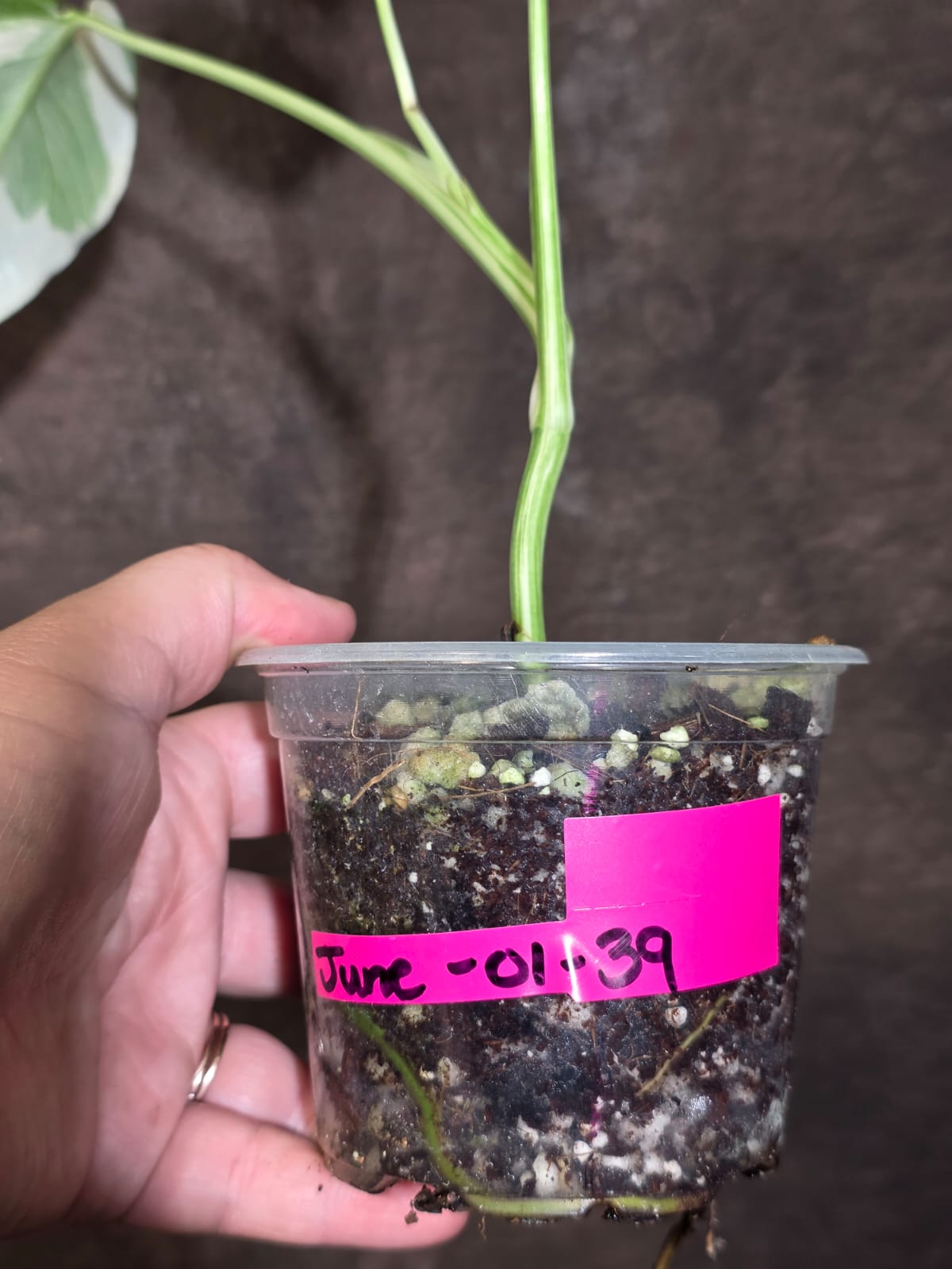 Variegated Monstera Albo - White Monstera Borsigiana Exact Plant - (June-01-39)