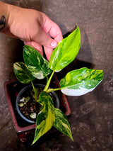 Variegated Philodendron White Princess Tricolor - Exact Plant - (June-01-40)