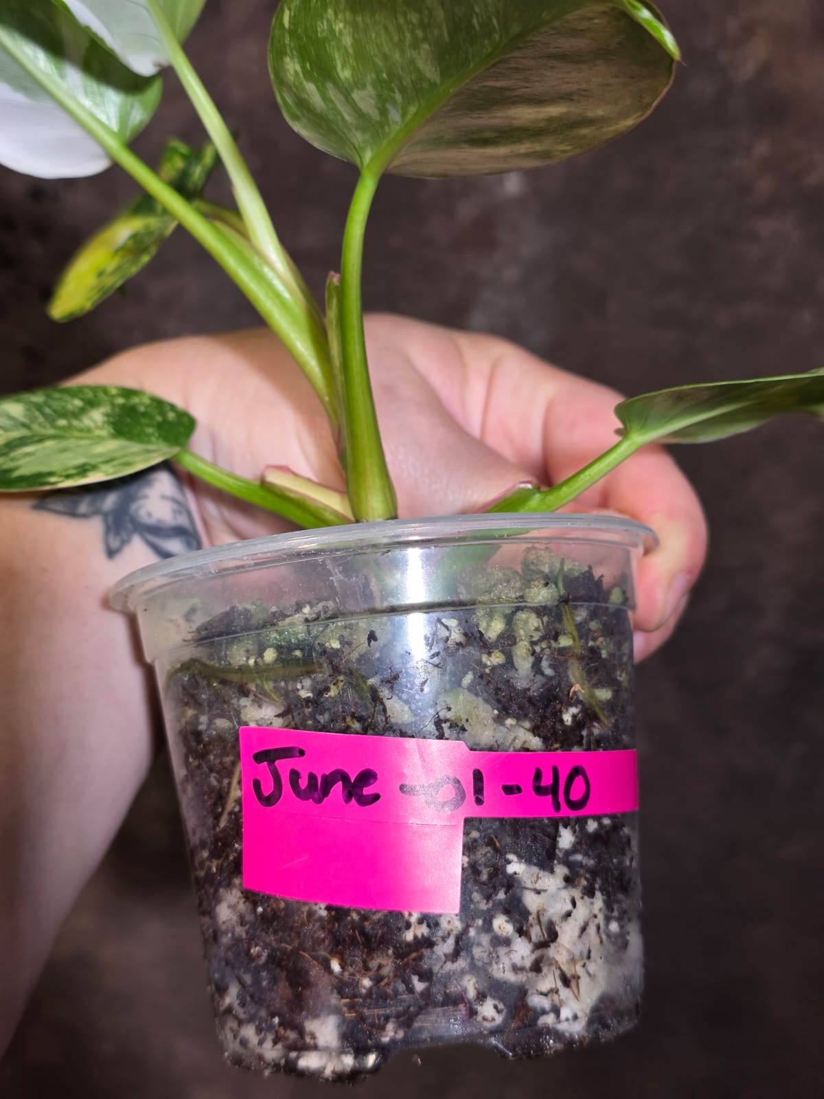 Variegated Philodendron White Princess Tricolor - Exact Plant - (June-01-40)