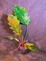 Super Rare Variegated Philodendron Caramel Marble EXACT Plant - US Seller (June-4-11)