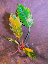 Super Rare Variegated Philodendron Caramel Marble EXACT Plant - US Seller (June-4-11)