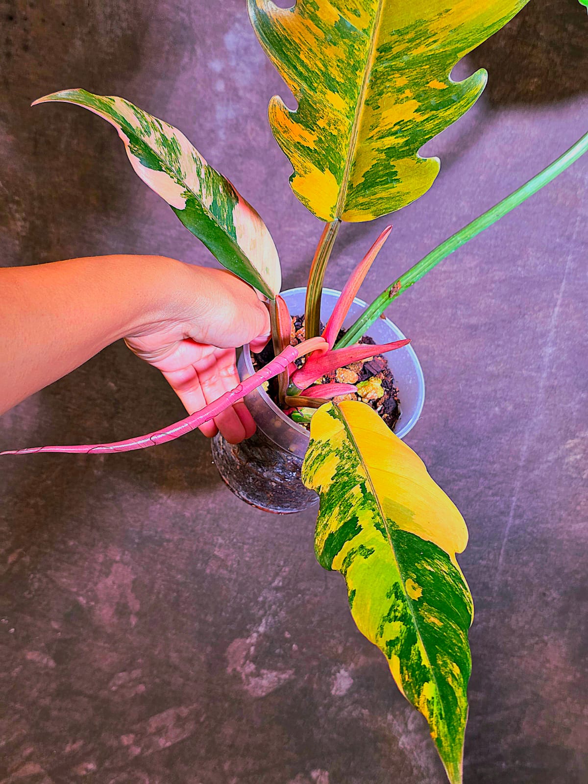 Super Rare Variegated Philodendron Caramel Marble EXACT Plant - US Seller (June-4-11)