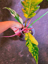 Super Rare Variegated Philodendron Caramel Marble EXACT Plant - US Seller (June-4-11)