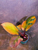 Variegated Black Cardinal Philodendron - Very Hard to come by - US Seller (June-4-07)