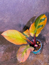 Variegated Black Cardinal Philodendron - Very Hard to come by - US Seller (June-4-07)
