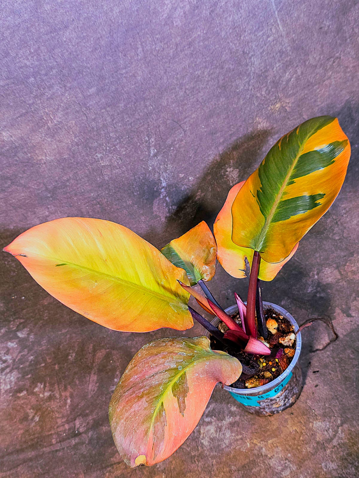 Variegated Black Cardinal Philodendron - Very Hard to come by - US Seller (June-4-07)