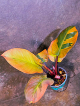 Variegated Black Cardinal Philodendron - Very Hard to come by - US Seller (June-4-07)