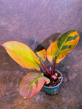 Variegated Black Cardinal Philodendron - Very Hard to come by - US Seller (June-4-07)