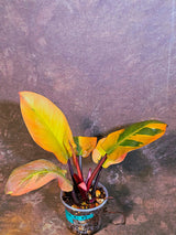 Variegated Black Cardinal Philodendron - Very Hard to come by - US Seller (June-4-07)