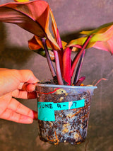 Variegated Black Cardinal Philodendron - Very Hard to come by - US Seller (June-4-07)