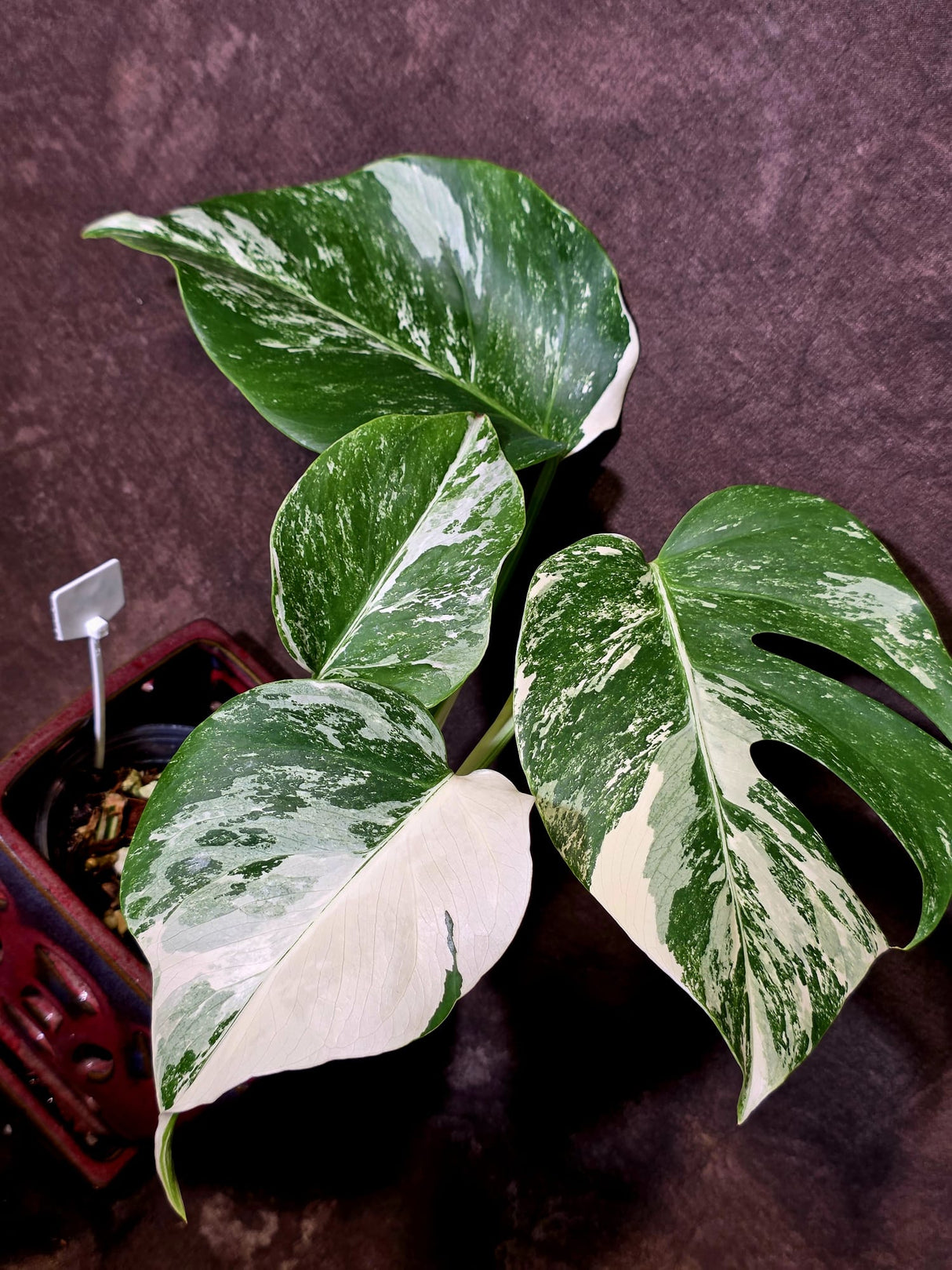 Variegated Monstera Albo - Rare White Monstera Borsigiana (6-5-43)