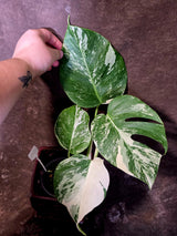 Variegated Monstera Albo - Rare White Monstera Borsigiana (6-5-43)
