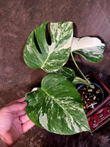 Variegated Monstera Albo - Rare White Monstera Borsigiana (6-5-43)