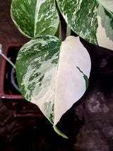 Variegated Monstera Albo - Rare White Monstera Borsigiana (6-5-43)