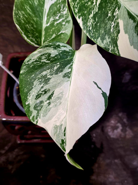 Variegated Monstera Albo - Rare White Monstera Borsigiana (6-5-43)