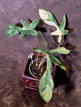 Variegated Philodendron Florida Beauty - Exact Plant - (6-5-45)
